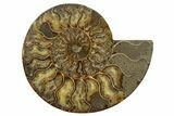 Cut & Polished, Agatized Ammonite Fossil - Madagascar #317505-2